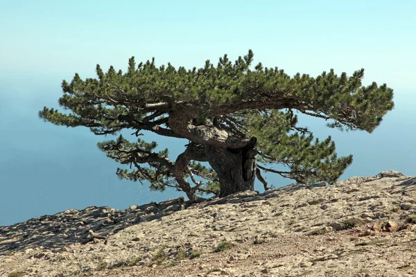 Yalnız çam — Stok fotoğraf