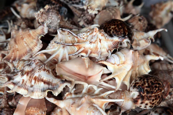 Collection Seashell — Photo