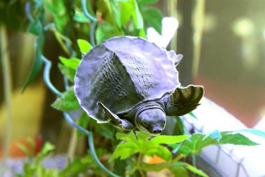 Pelodiscus sinensis