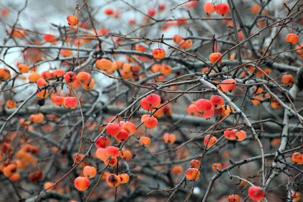 Las manzanas en el árbol — Foto de Stock