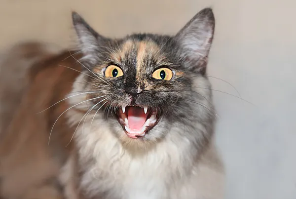 Aggressive cat — Stock Photo, Image