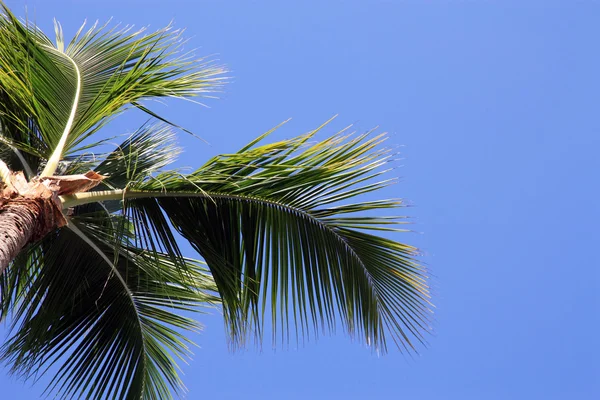 Palm tree — Stock Photo, Image