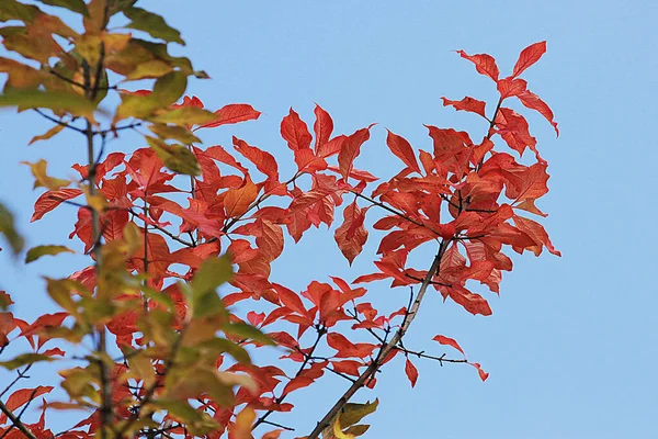 Sonbaharda Kiraz Ağacı Dalları Mavi Gökyüzünün Arka Planında Güzel Kırmızı — Stok fotoğraf