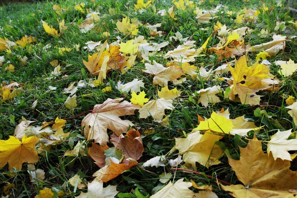 Κίτρινα Φύλλα Σφενδάμου Είχαν Πέσει Στο Έδαφος Κίτρινα Φύλλα Σφενδάμου — Φωτογραφία Αρχείου