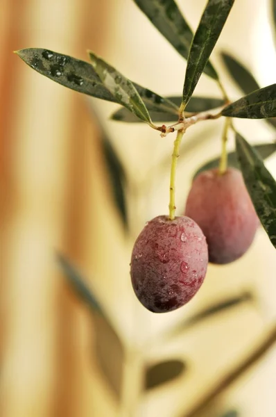 Olive — Stock Photo, Image