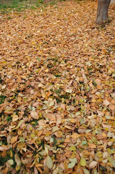 Hojas de otoño — Foto de Stock