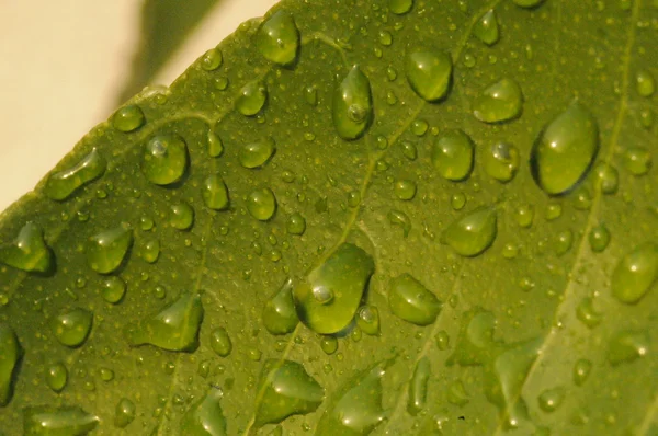 Gotas de agua — Foto de Stock