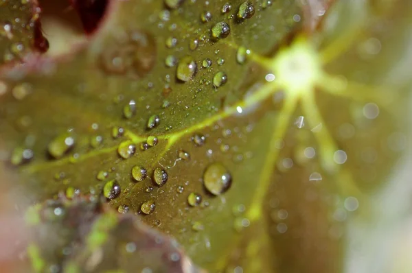 Wassertropfen — Stockfoto