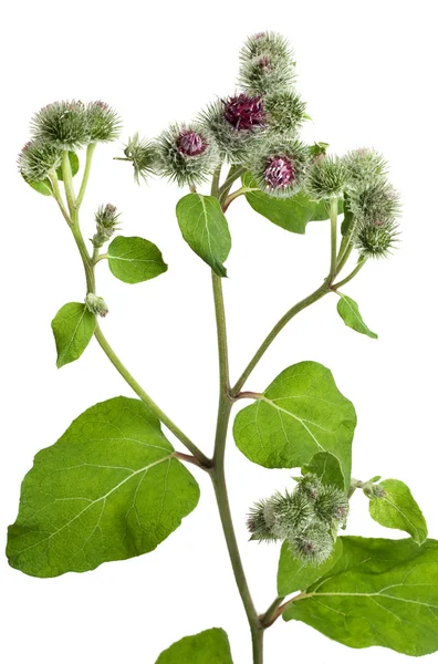 Maior bardana (Arctium tomentosum — Fotografia de Stock