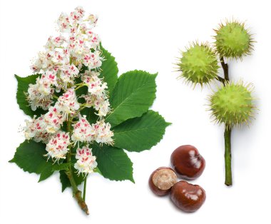 Horse-chestnut flowers, leaf and seeds clipart