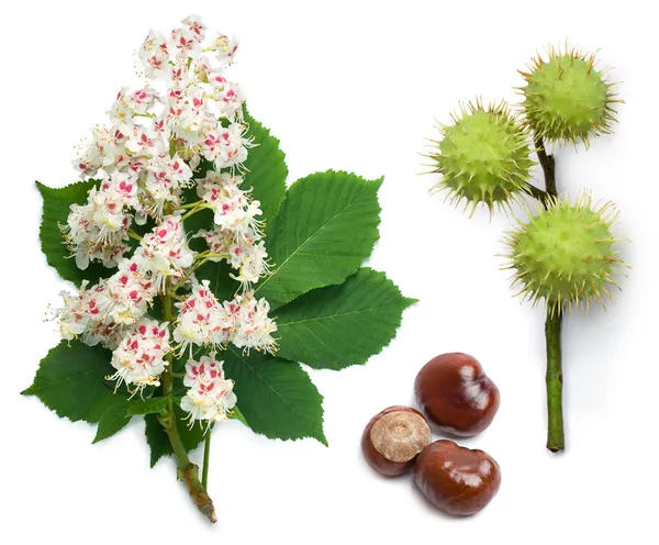 Flores, hojas y semillas de castaño de Indias — Foto de Stock