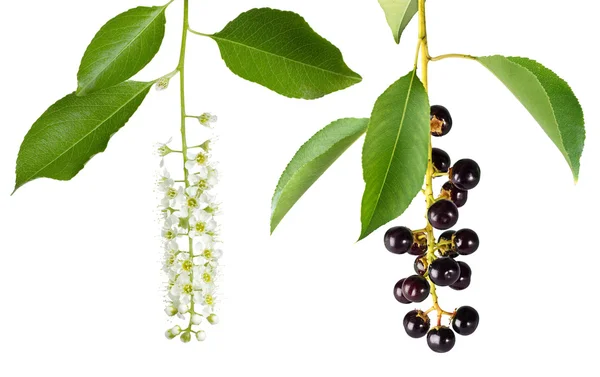 Fågel cherry blomma och bär — Stockfoto