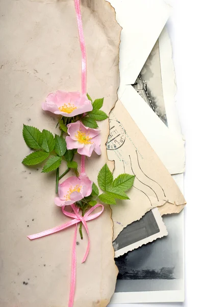 Cane rosa fiori con le lettere retrò e foto — Foto Stock