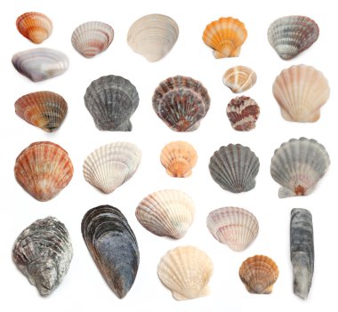 cockleshells beyaz bir arka plan üzerinde