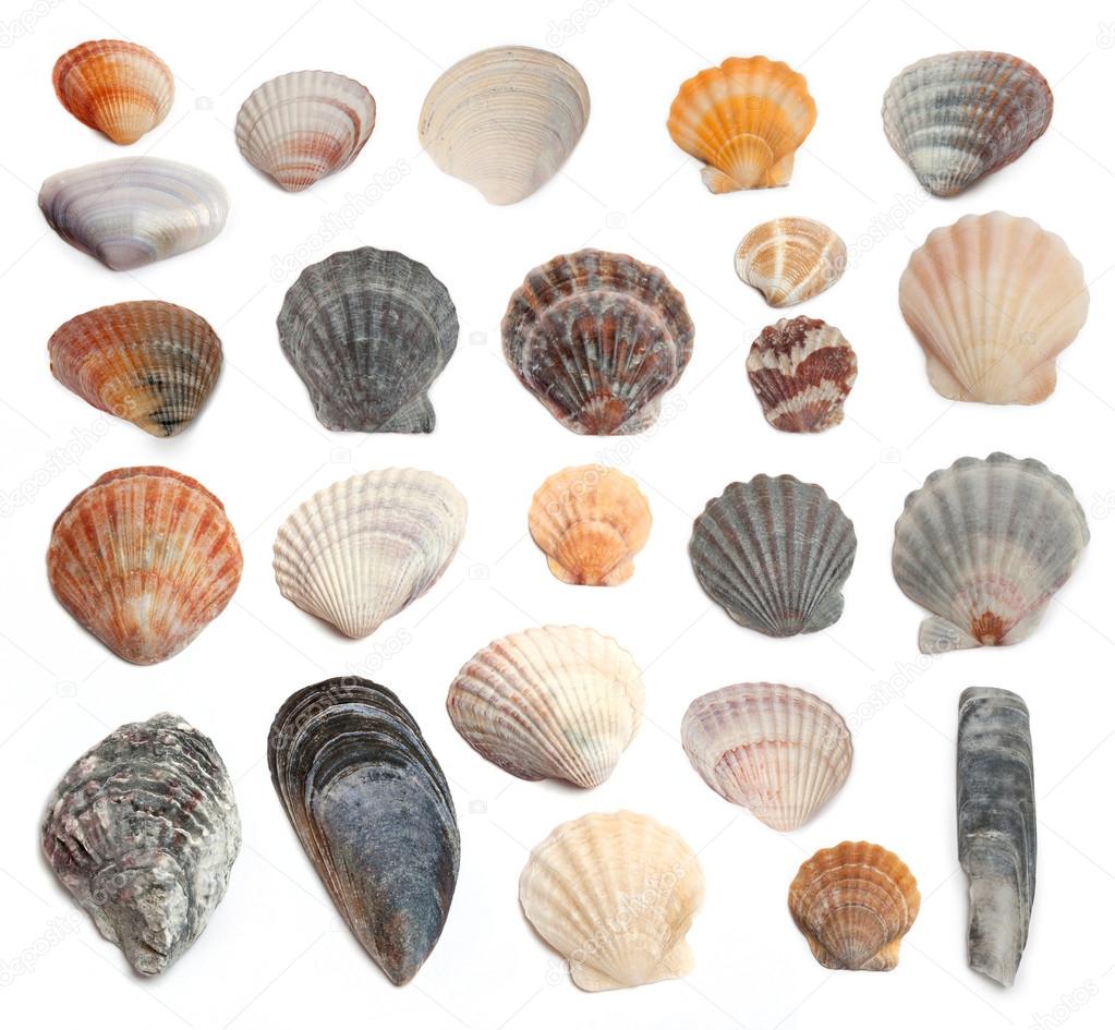 Cockleshells on a white background
