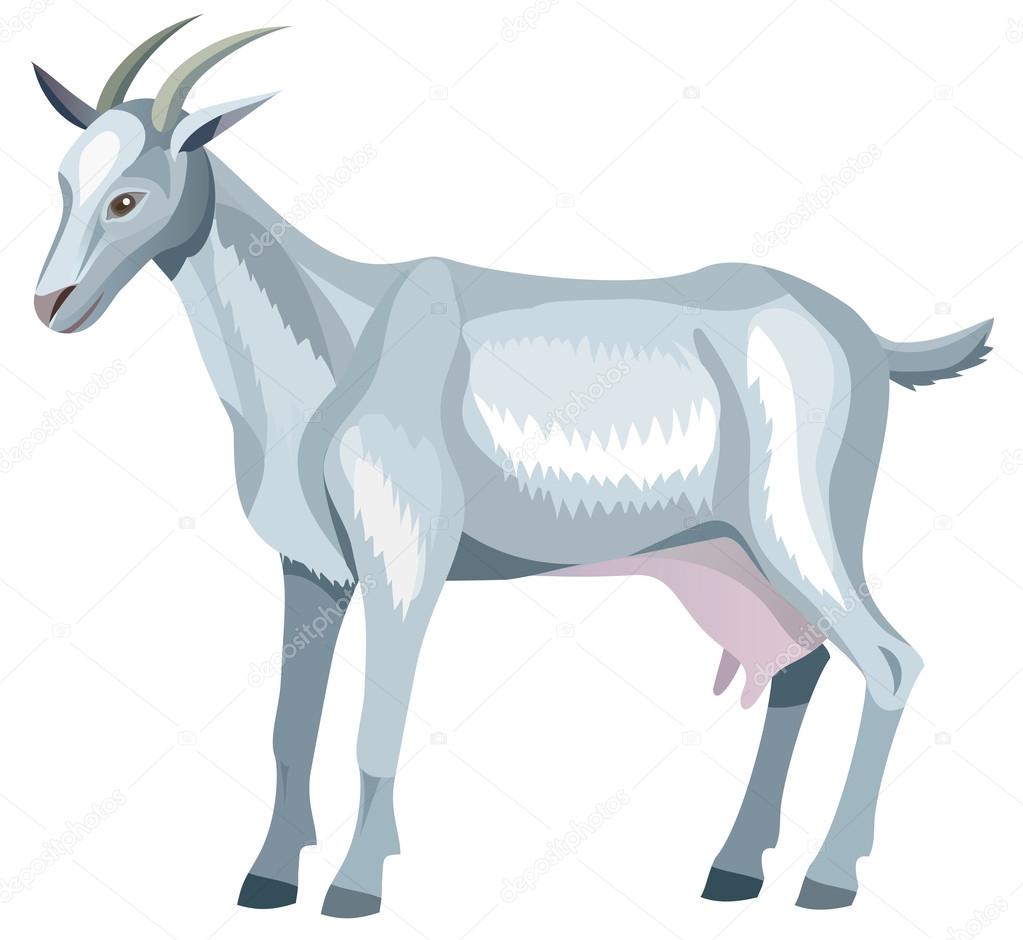 Vector goat