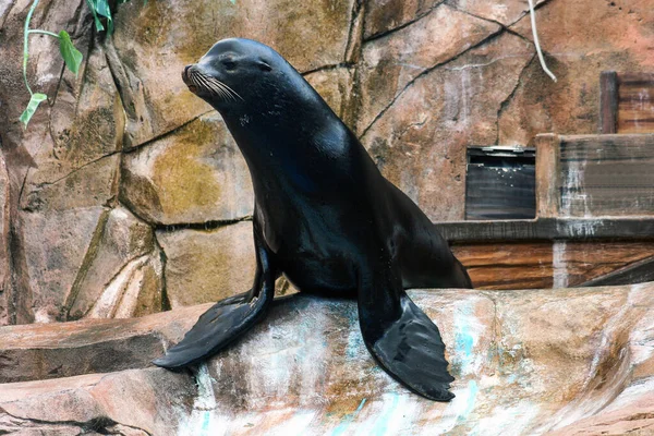 Ein Seelöwe Sitzt Auf Einem Felsen — Stockfoto