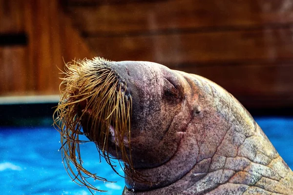 Large Walrus Its Eyes Closed Water Stock Picture