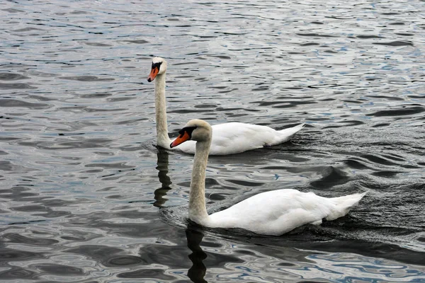 Swans Berenang Dalam Air — Stok Foto
