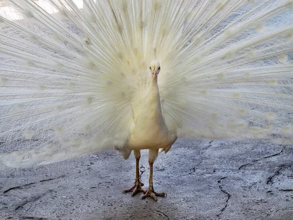 Bílý Peacock Roztaženým Peřím — Stock fotografie