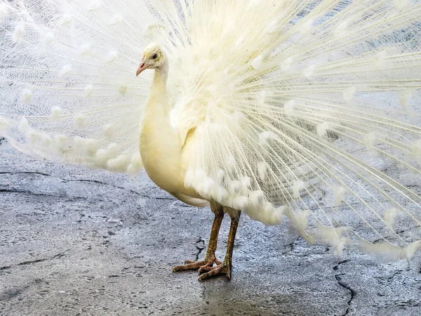 Vit Påfågel Med Sina Fjädrar Utspridda Stockfoto