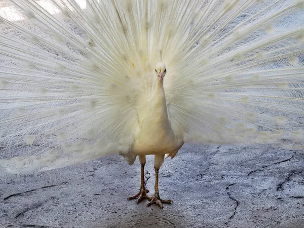 White Peacock Feathers Spread Stock Image