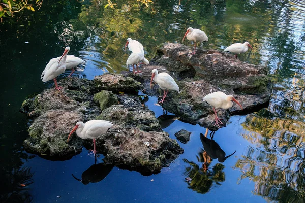 Muchos Ibis Blancos Americanos Las Rocas Agua Imagen de archivo