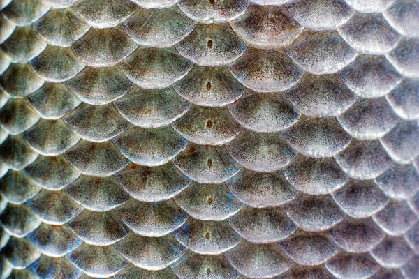 魚の鱗 ロイヤリティフリーのストック写真