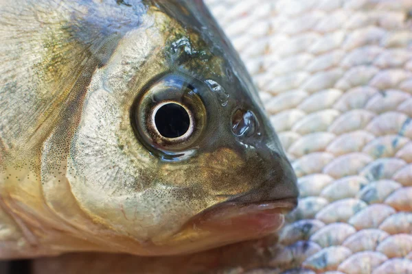 Makro skott av fisk med huvud. — Stockfoto