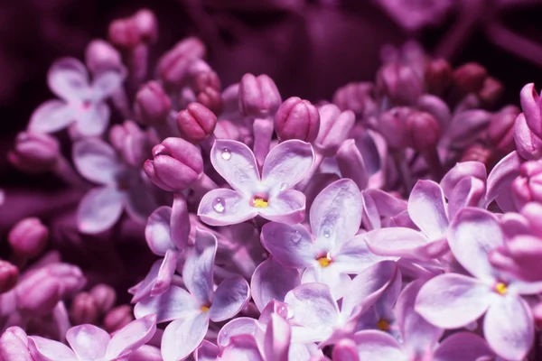 görüntü arka plan üzerinde leylak