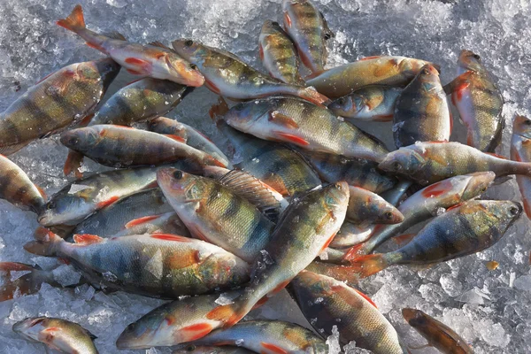 Téli halászat마이크로프로세서와 소켓 — Stock Fotó