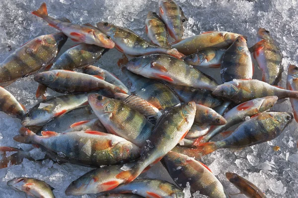 Winterfischen — Stockfoto