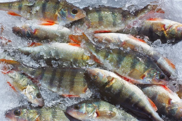 Winterfischen — Stockfoto