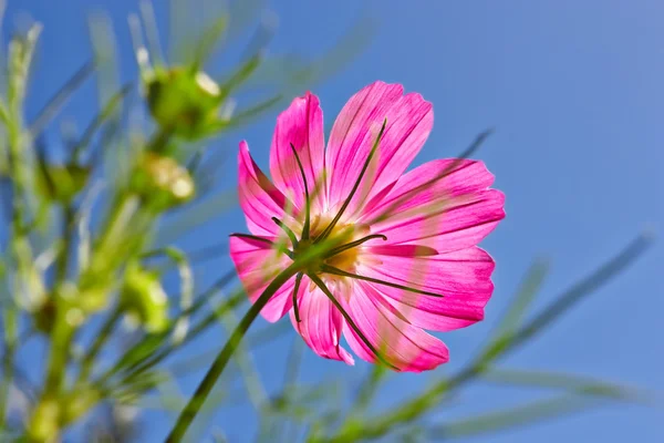 Květina v sunshines. — Stock fotografie