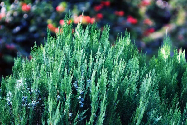 植物の背景 — ストック写真