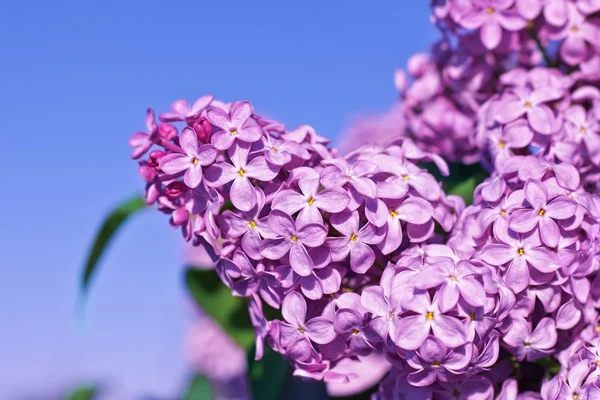 Fresh flowers lilac — Stock Photo, Image