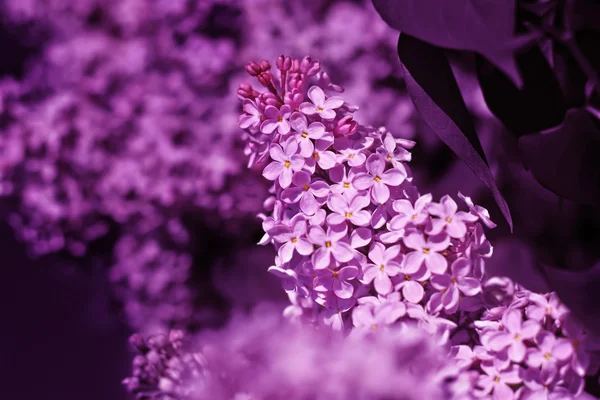 Verse bloemen Lila. — Stockfoto