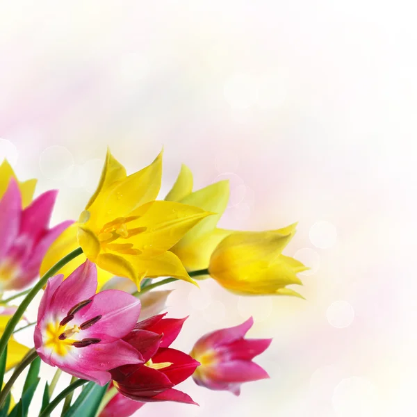 Veld tulpen. — Stockfoto