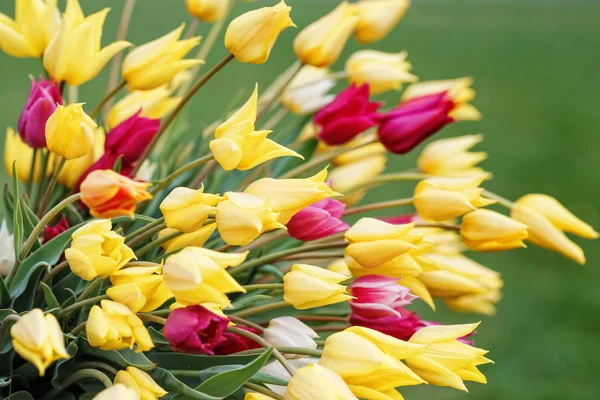 Field tulips. — Stock Photo, Image