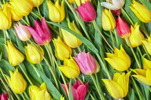 Field tulips. — Stock Photo, Image