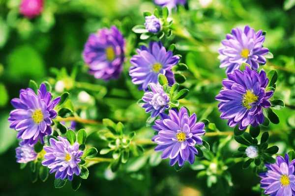 Asters — Stock fotografie