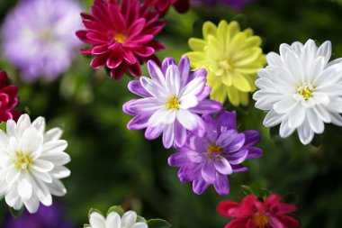 asters