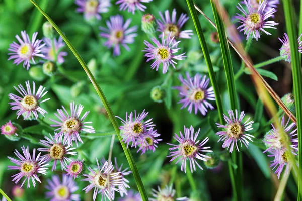 Fältet blommor — Stockfoto