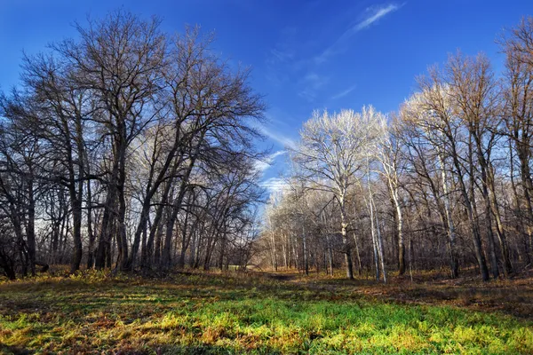 Sonbahar manzarası.