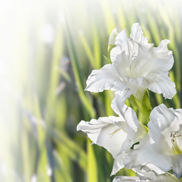 Flower Gladiolus — Stock Photo, Image