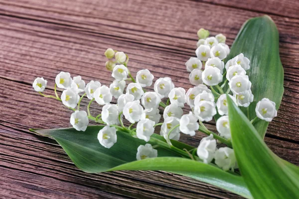 Maiglöckchen — Stockfoto