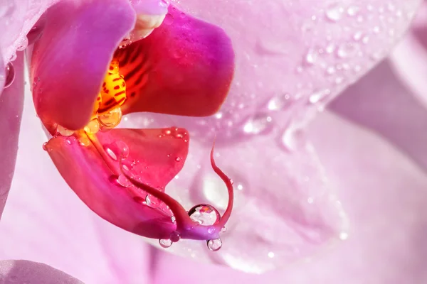 Orquídeas de flores frescas — Fotografia de Stock