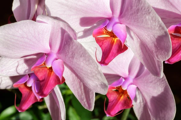 Frische Blumen Orchideen — Stockfoto