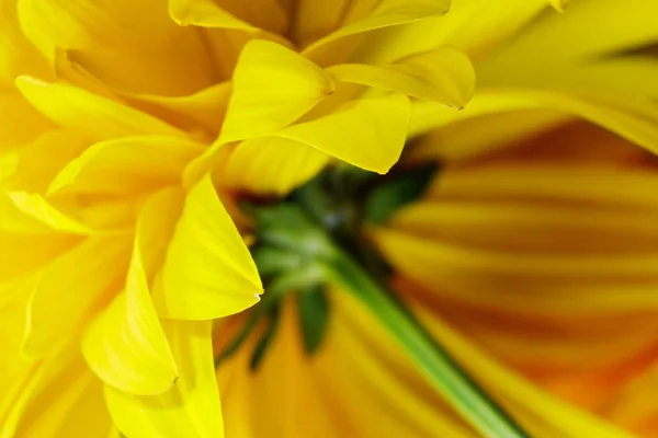 Gelbe Blüte — Stockfoto