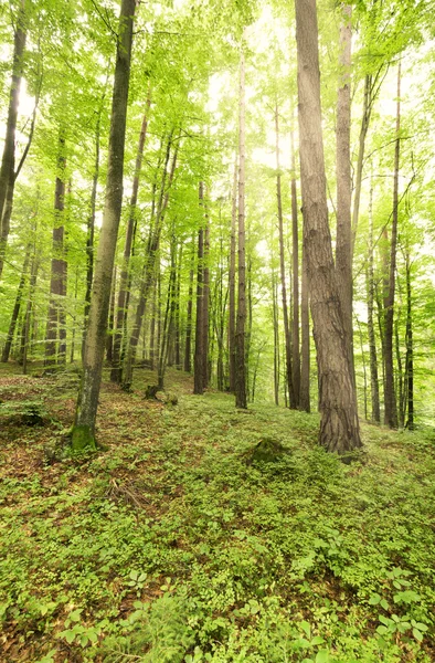 Sonne durch Bäume im Wald — Stockfoto